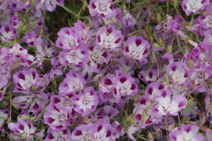 Clarkia williamsonii